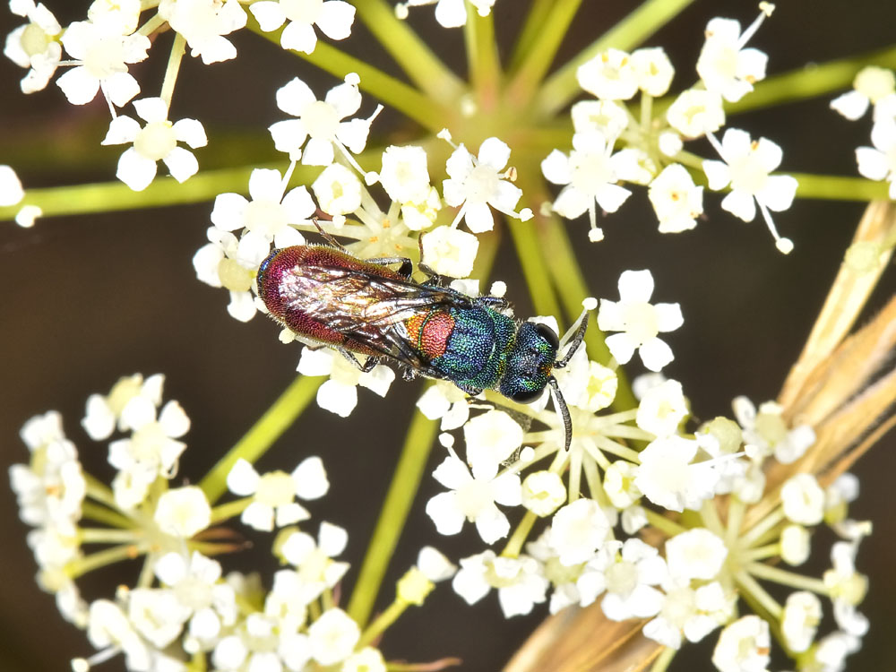 Chrysididae: Chrysis scutellaris